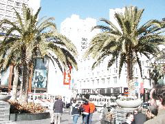 Union Square Palm Tree